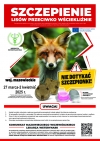 Akcja szczepienia lis&oacute;w.